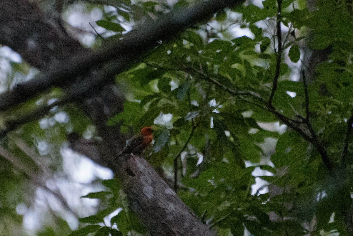 Red Fody - ML646231555