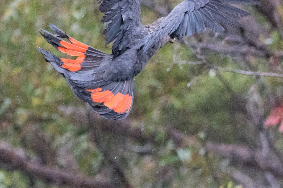 Glossy Black-Cockatoo - ML646231557