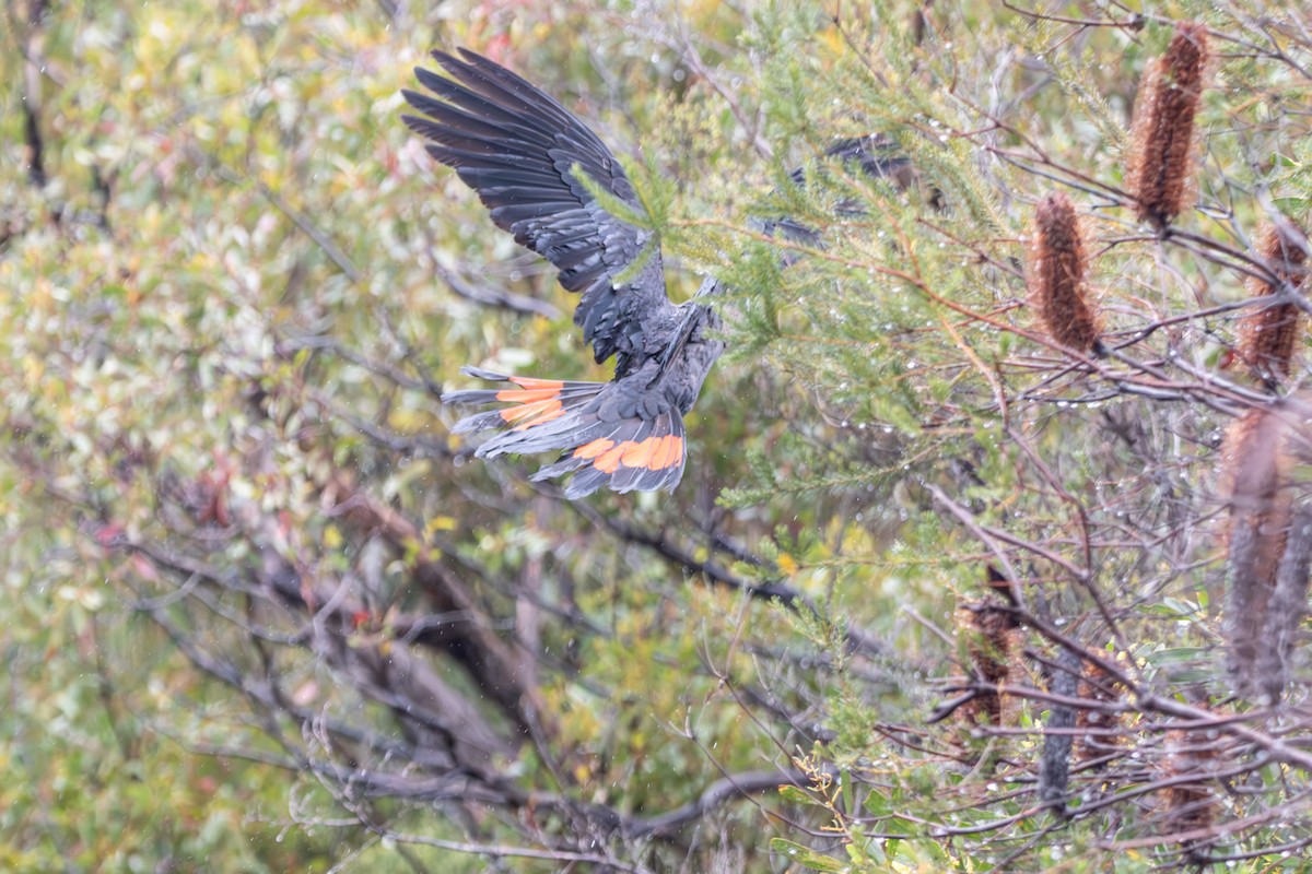 Glossy Black-Cockatoo - ML646231560