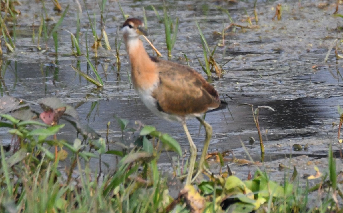 fasanbladhøne - ML646231561