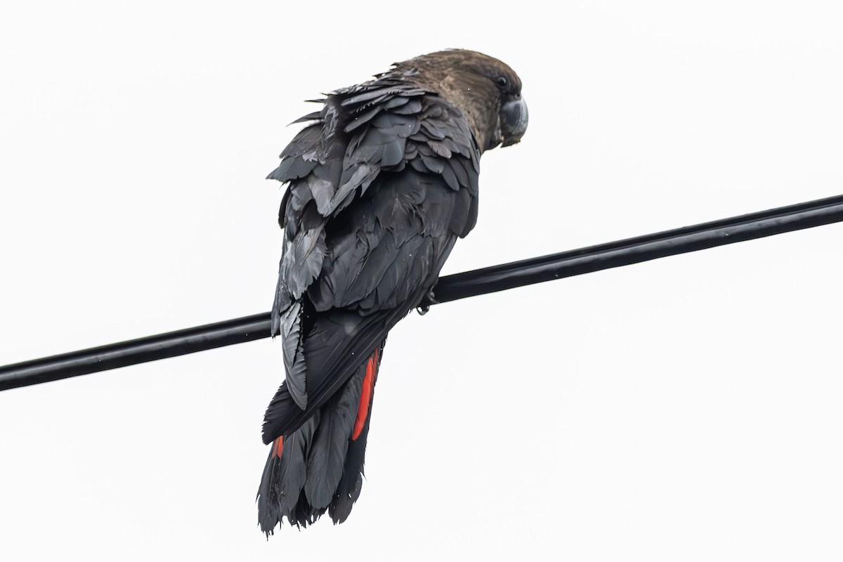 Glossy Black-Cockatoo - ML646231562