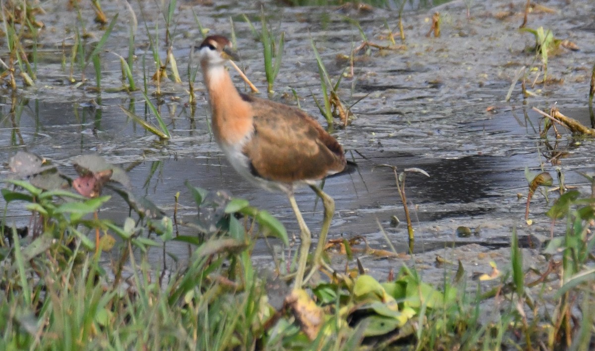 fasanbladhøne - ML646231563