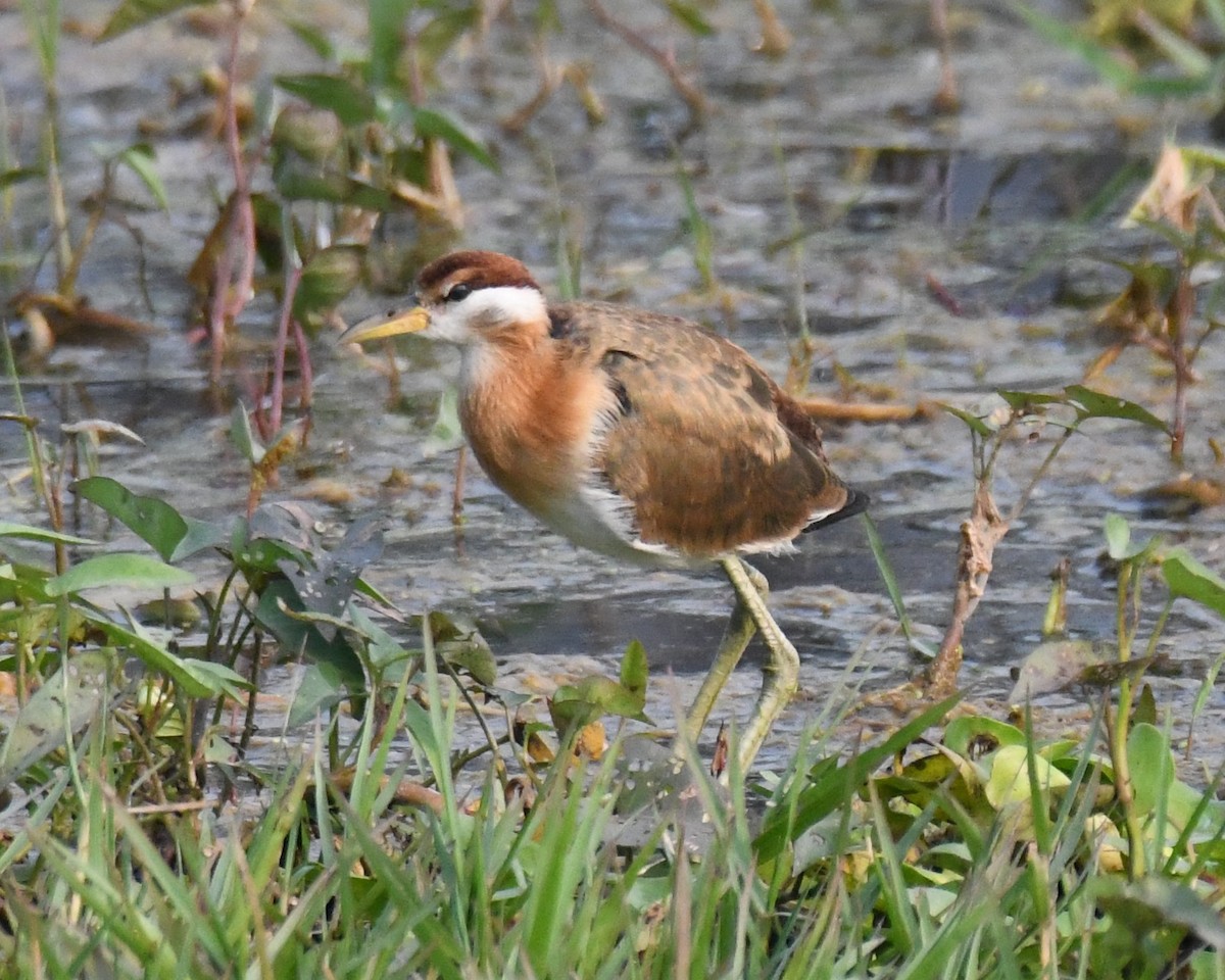 fasanbladhøne - ML646231564