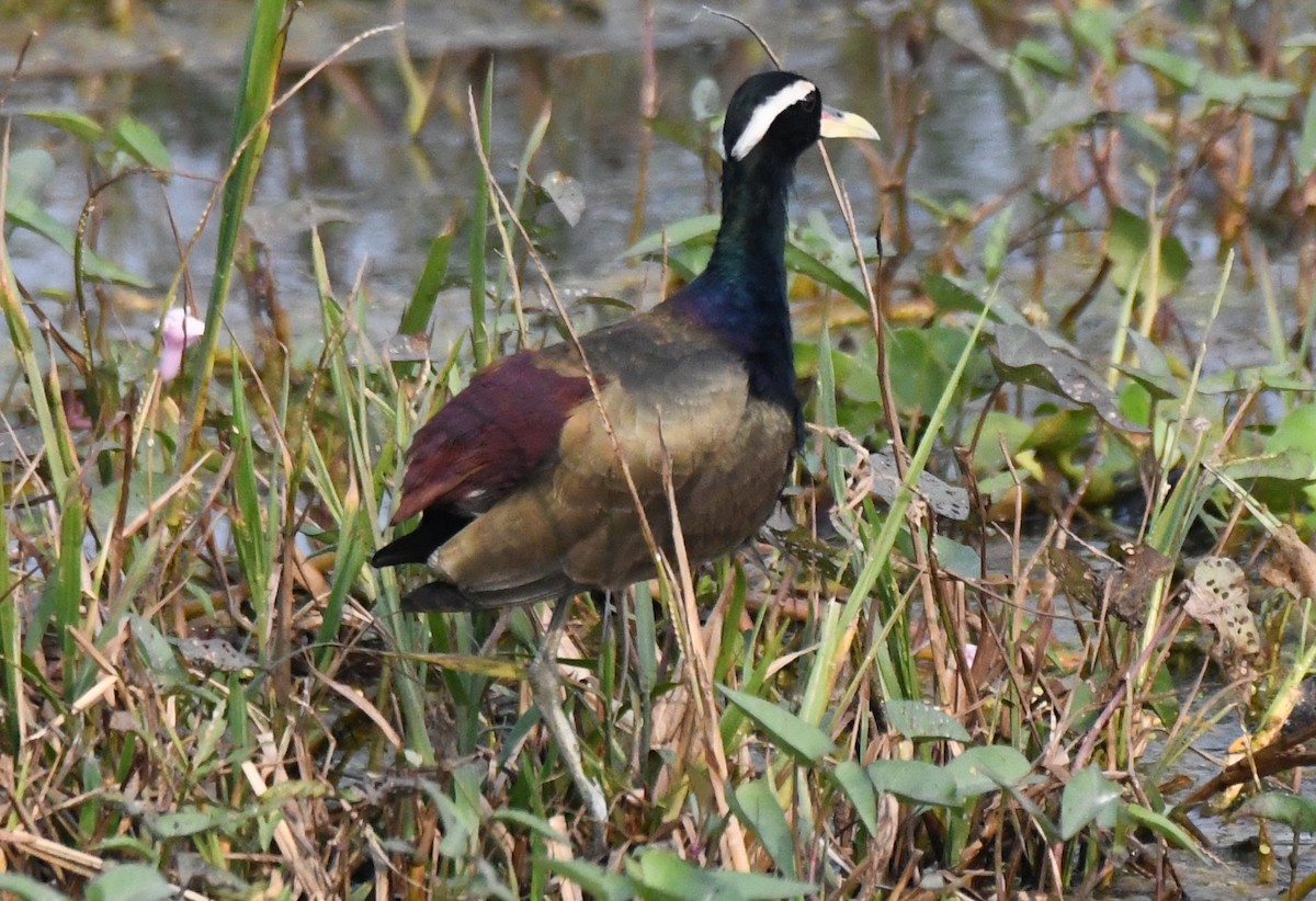 ostnák hnědoocasý - ML646231565