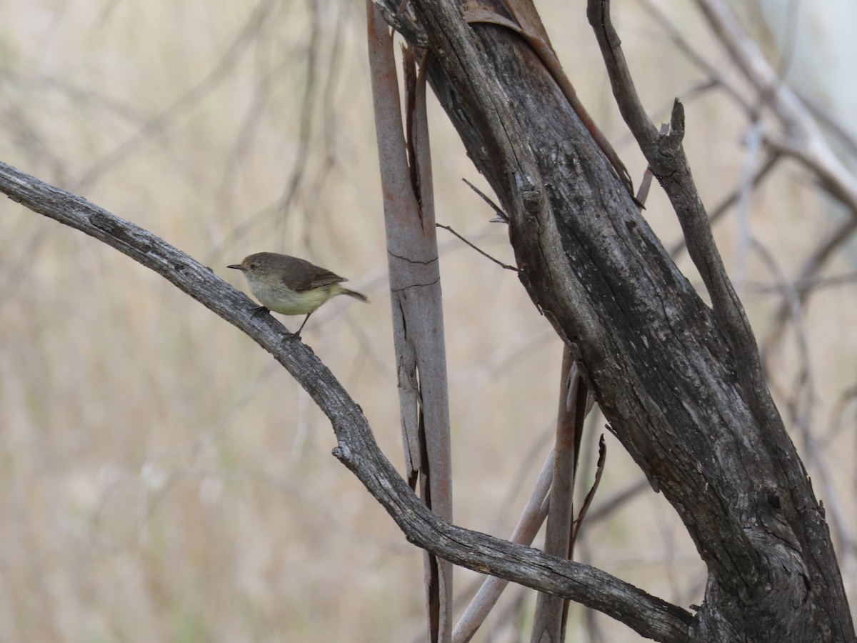 Buff-rumped Thornbill - ML646231566
