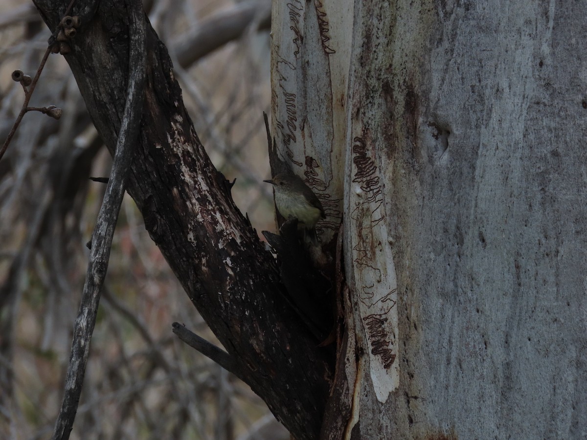 Buff-rumped Thornbill - ML646231567