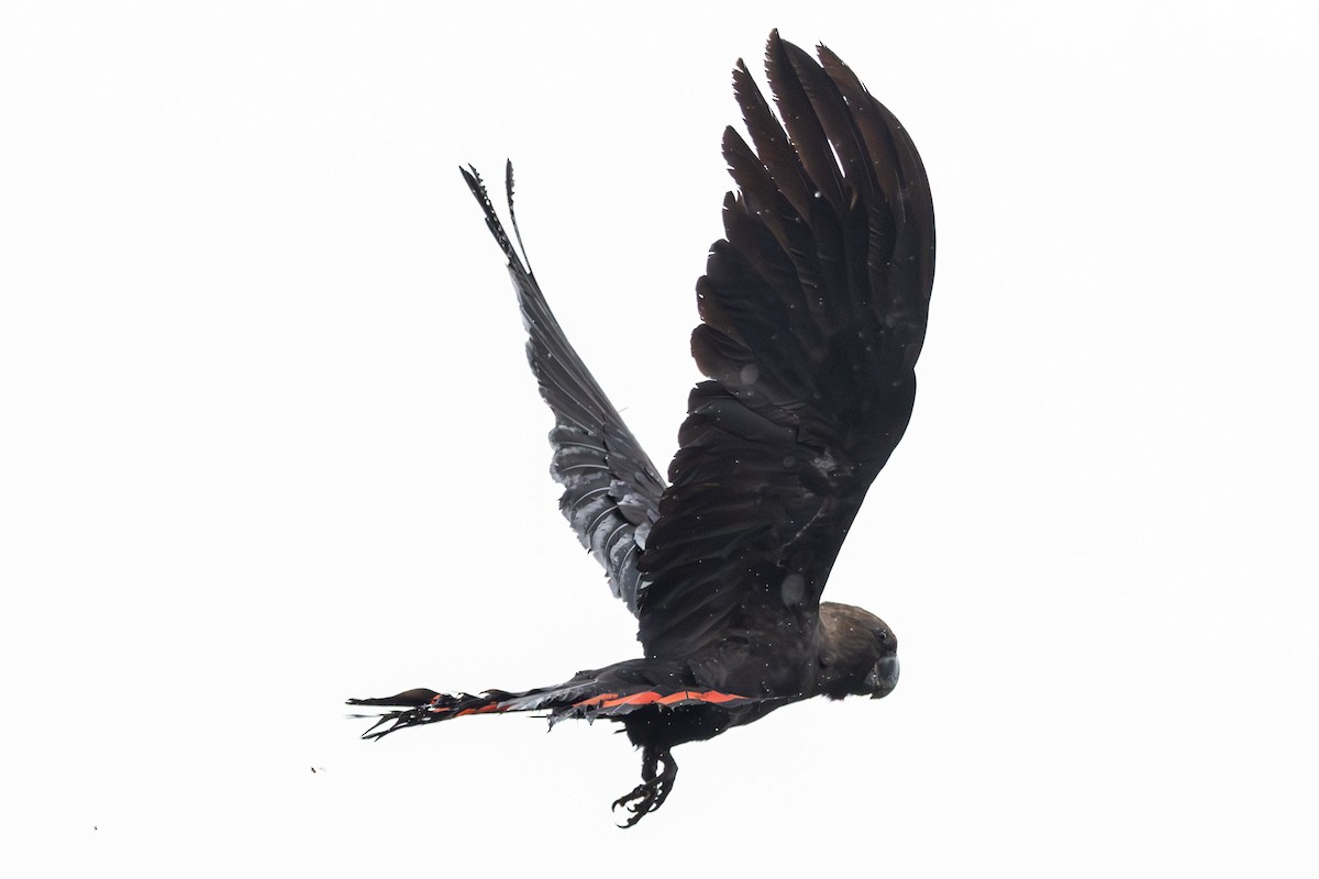 テリクロオウム - ML646231583