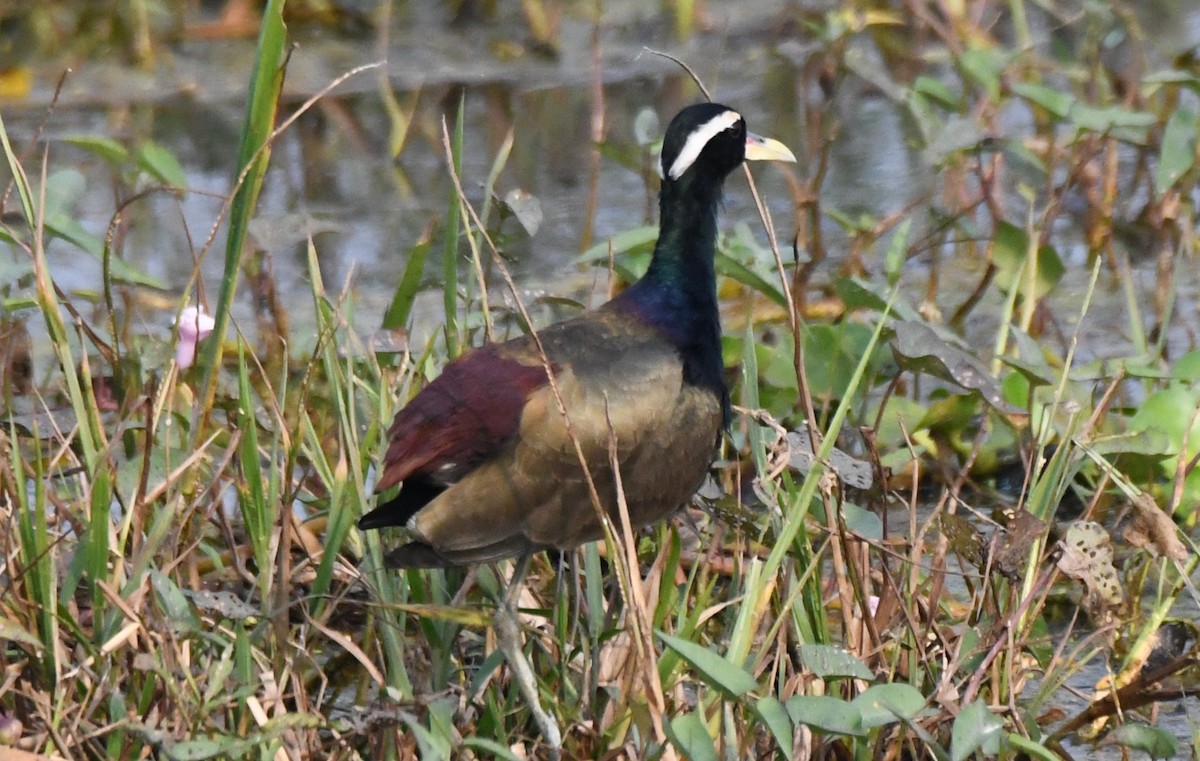 ostnák hnědoocasý - ML646231584