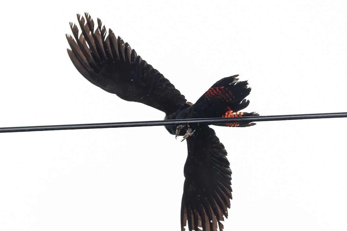 テリクロオウム - ML646231585