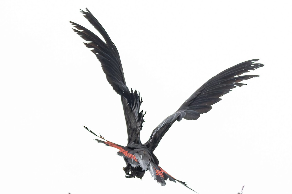 テリクロオウム - ML646231586