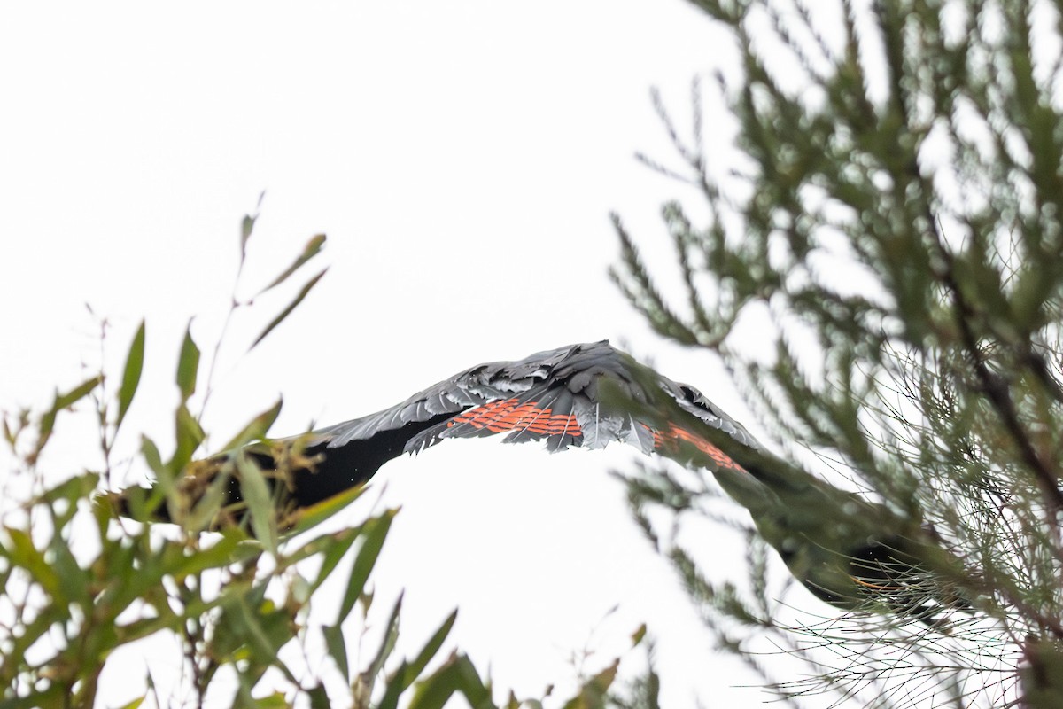 テリクロオウム - ML646231588