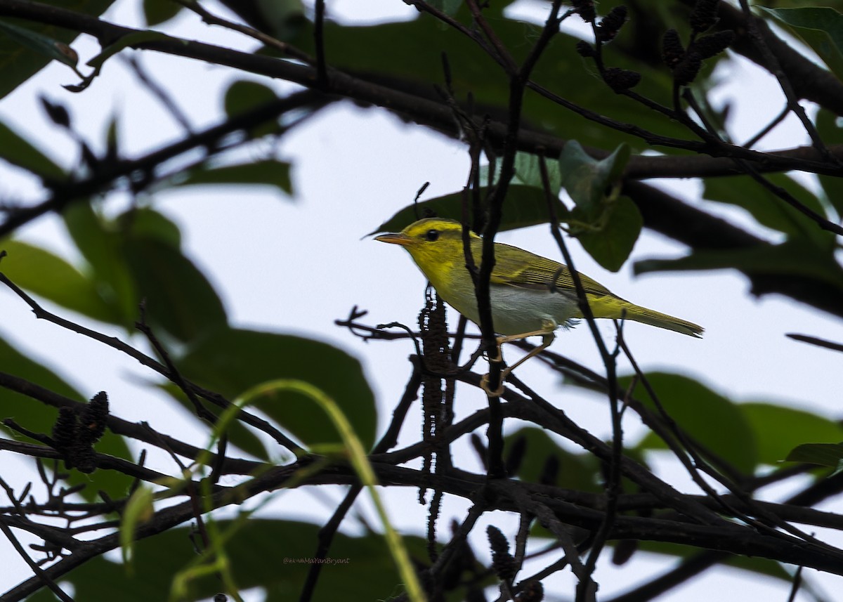 Yellow-vented Warbler - ML646231593