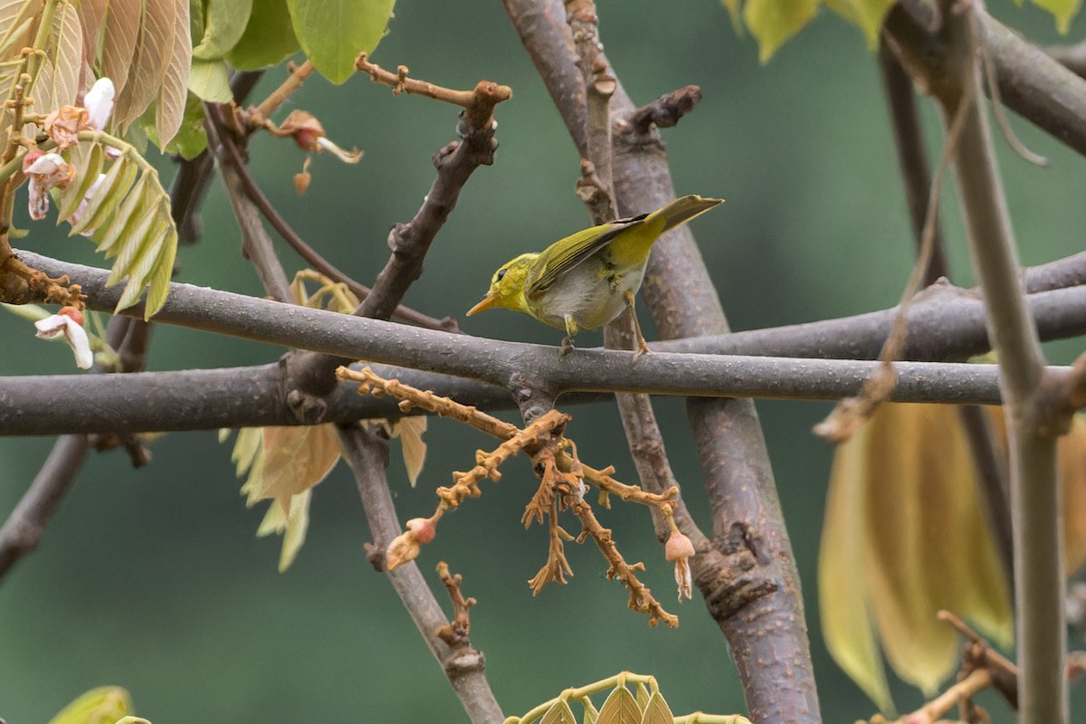 Yellow-vented Warbler - ML646231594