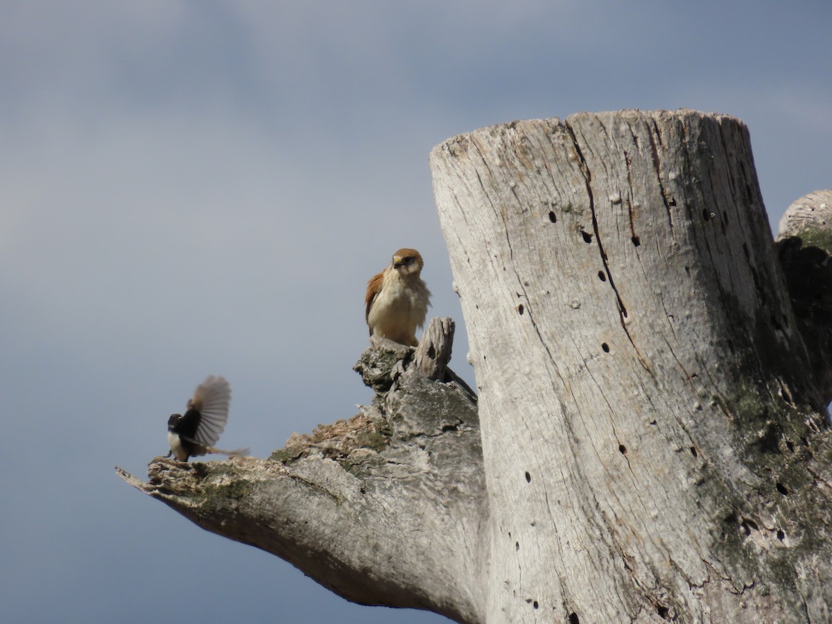 Nankeen Kestrel - ML646231596