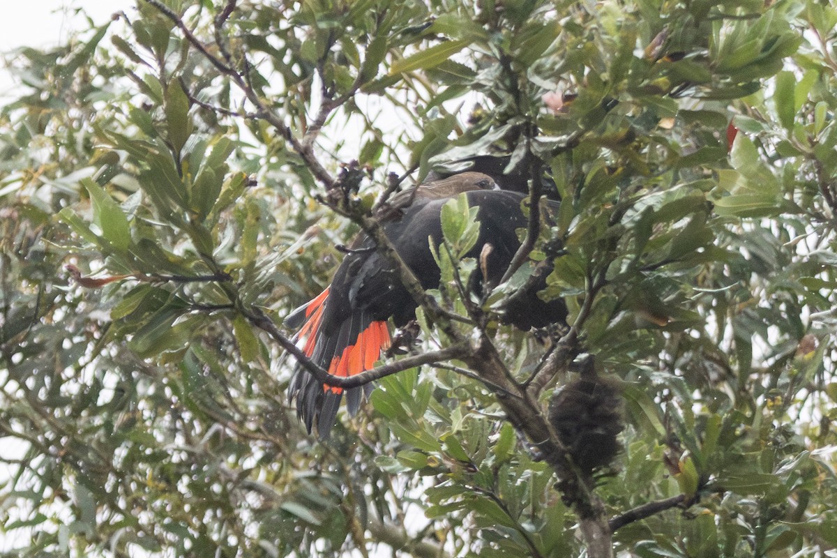 テリクロオウム - ML646231598