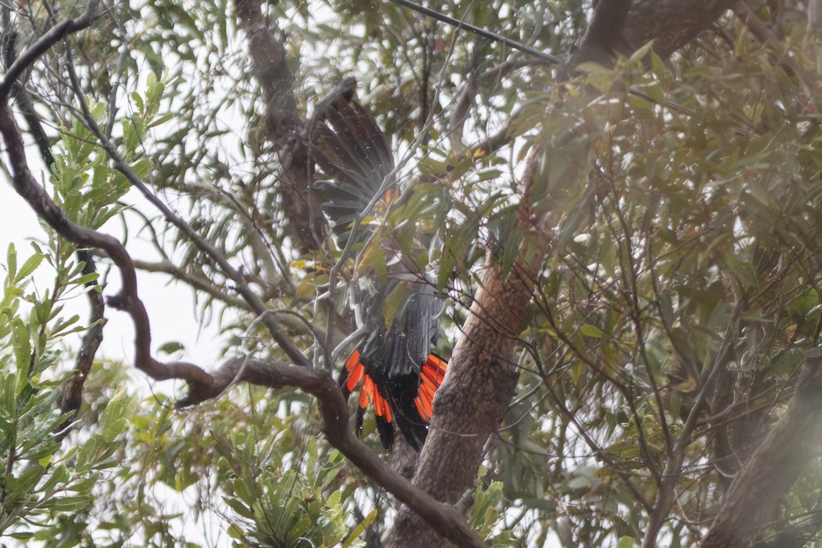 テリクロオウム - ML646231605