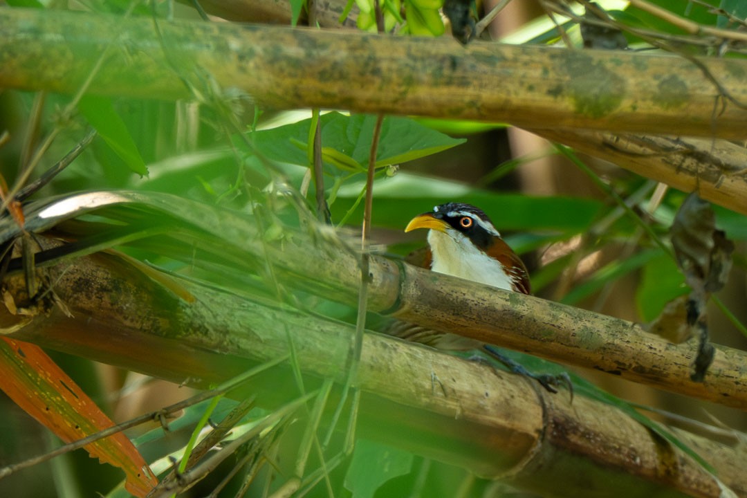 White-browed Scimitar-Babbler - ML646231606
