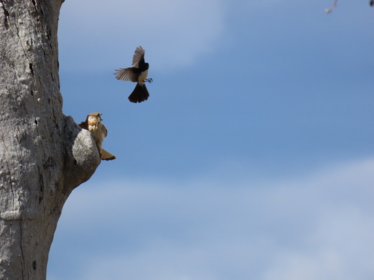 Nankeen Kestrel - ML646231608