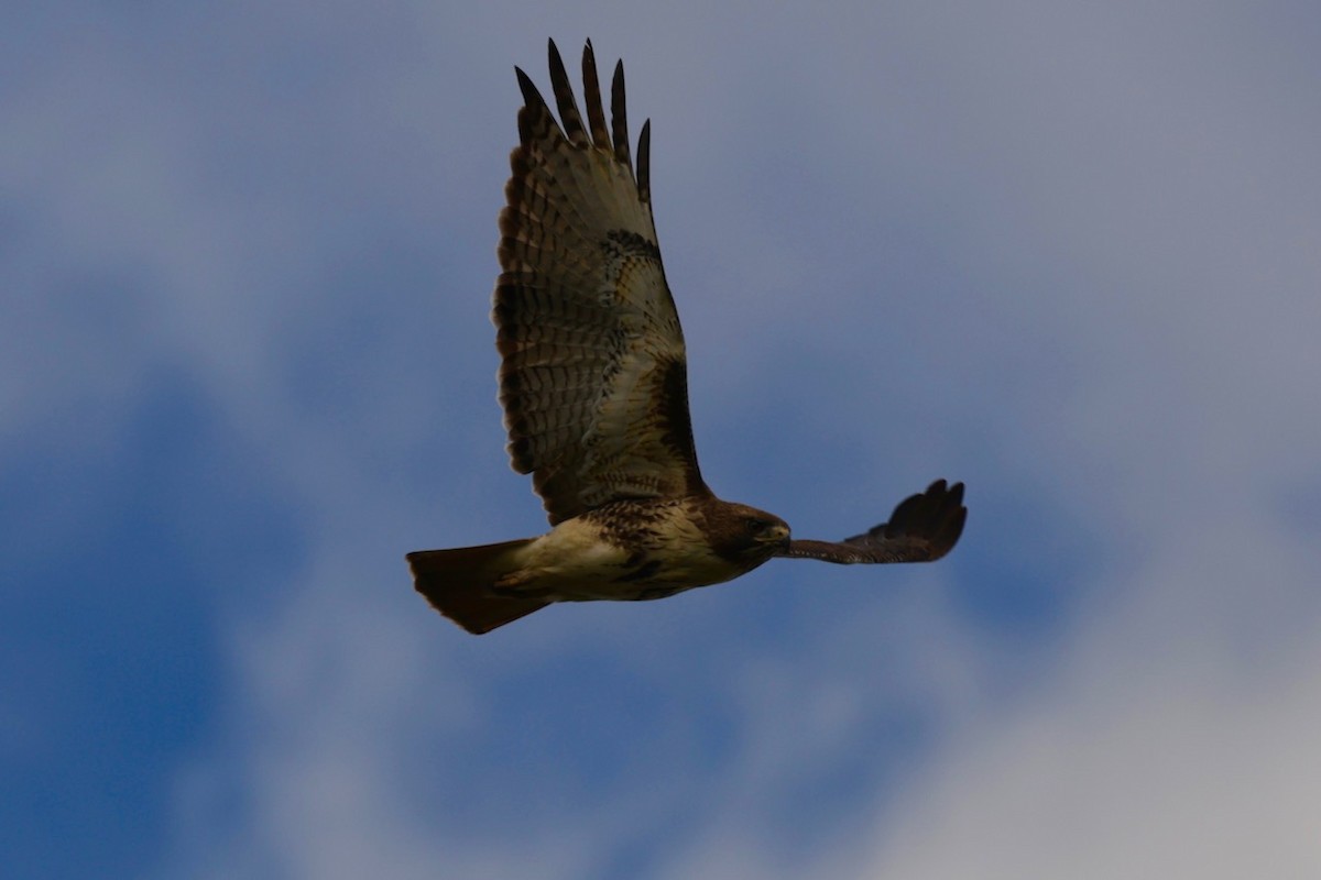 Red-tailed Hawk - ML646231609