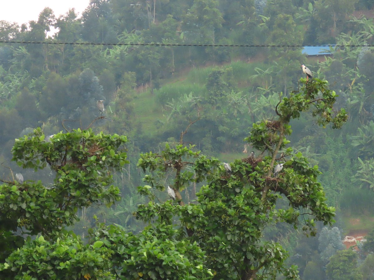 Héron mélanocéphale - ML646231610