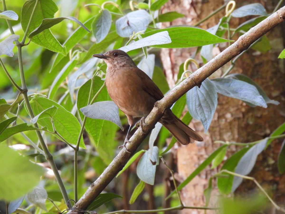 Pale-breasted Thrush - ML646231612