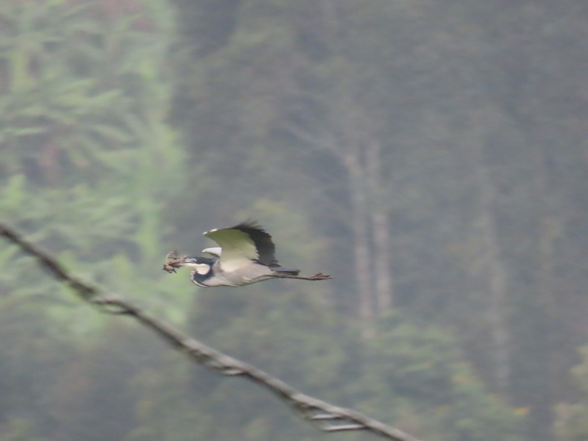 Héron mélanocéphale - ML646231615