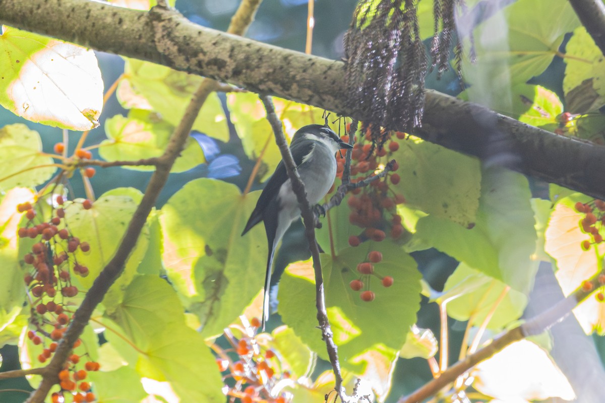 ryukyumønjefugl - ML646231616