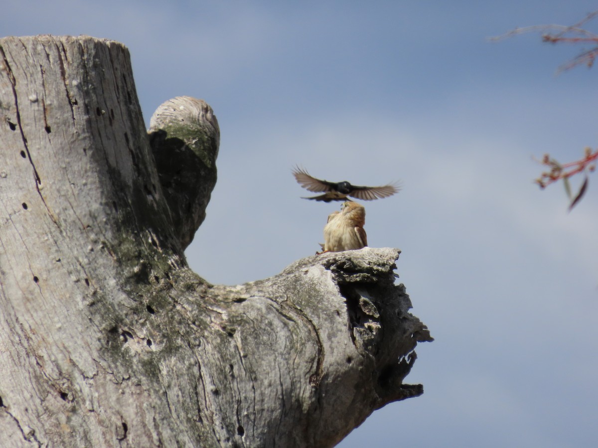 Nankeen Kestrel - ML646231617
