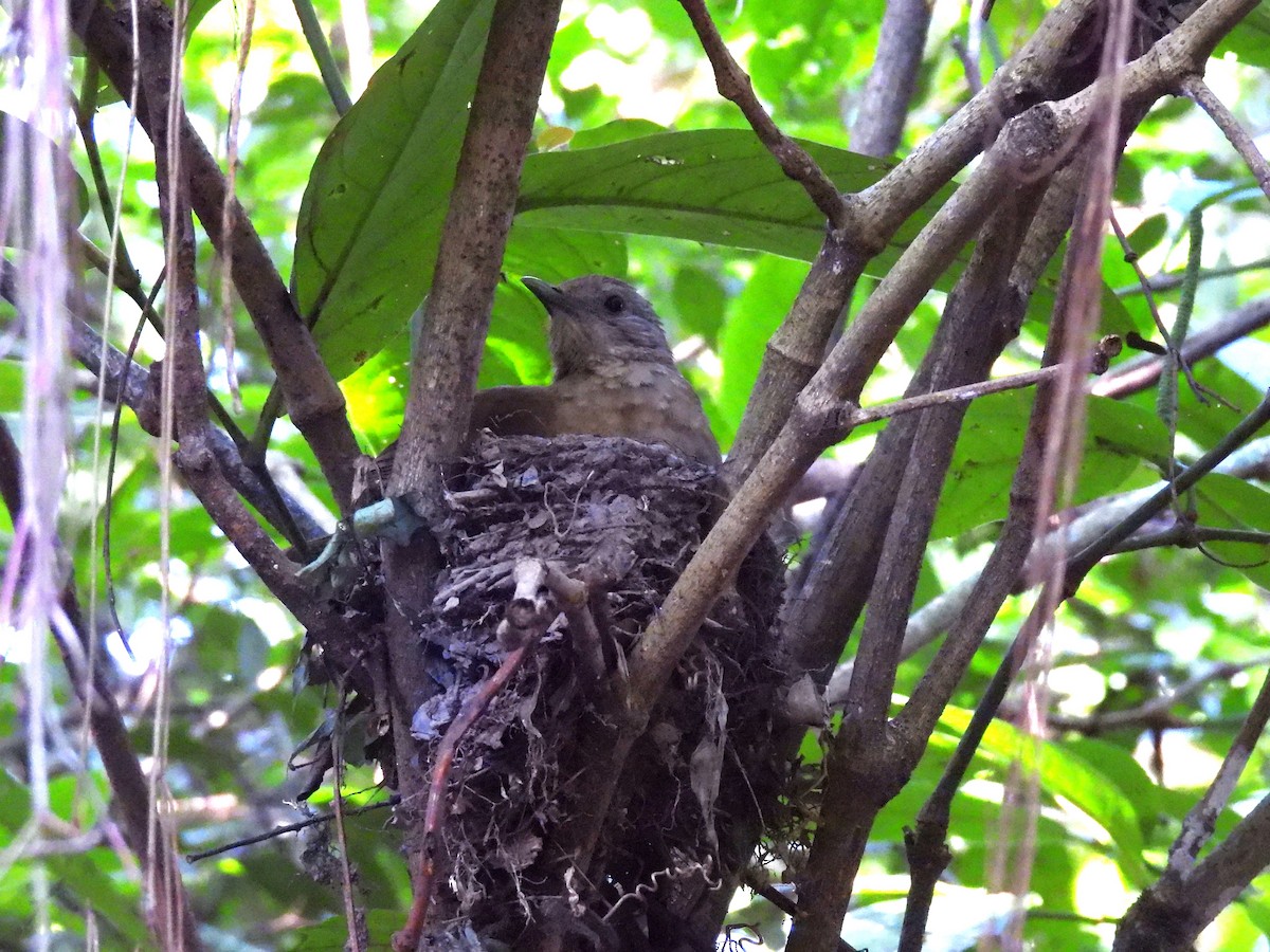 Pale-breasted Thrush - ML646231620