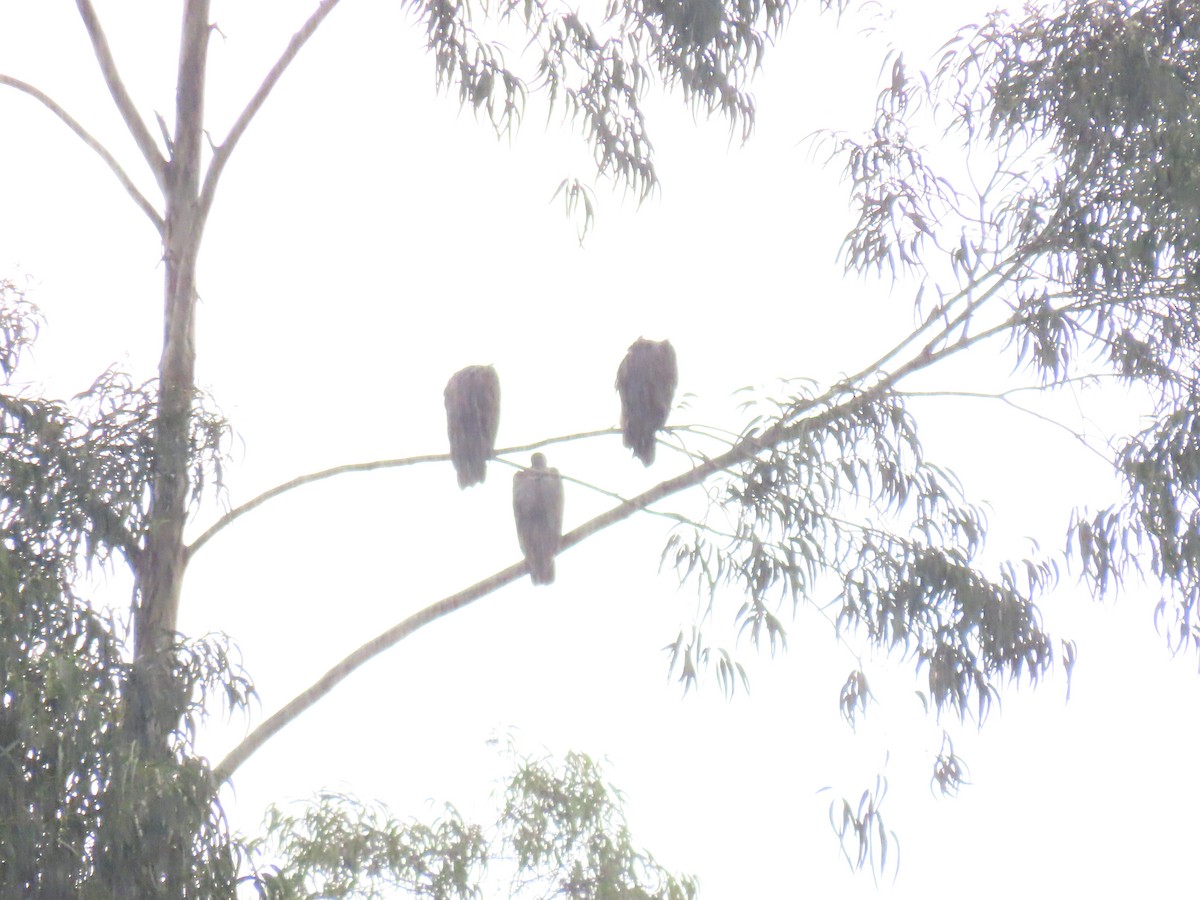 White-backed Vulture - ML646231625