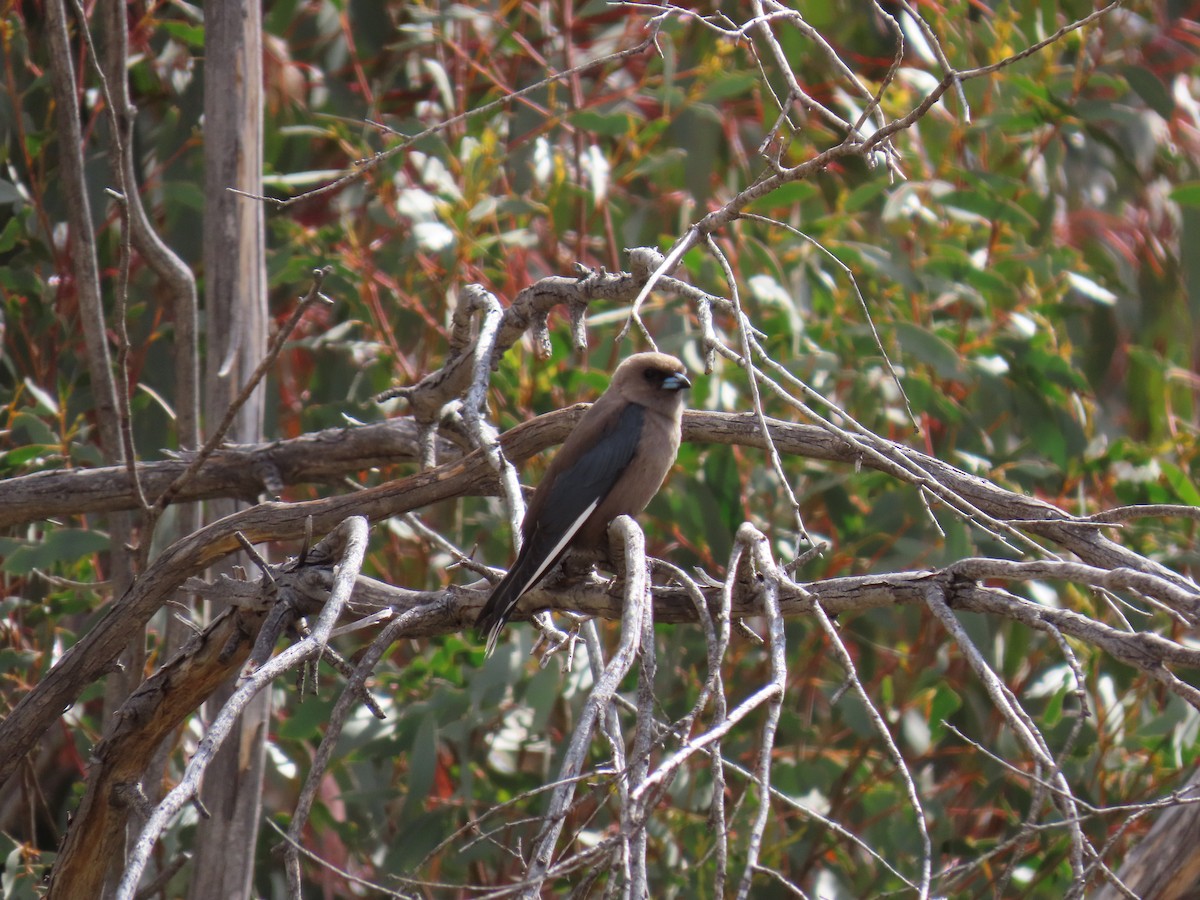 Dusky Woodswallow - ML646231628