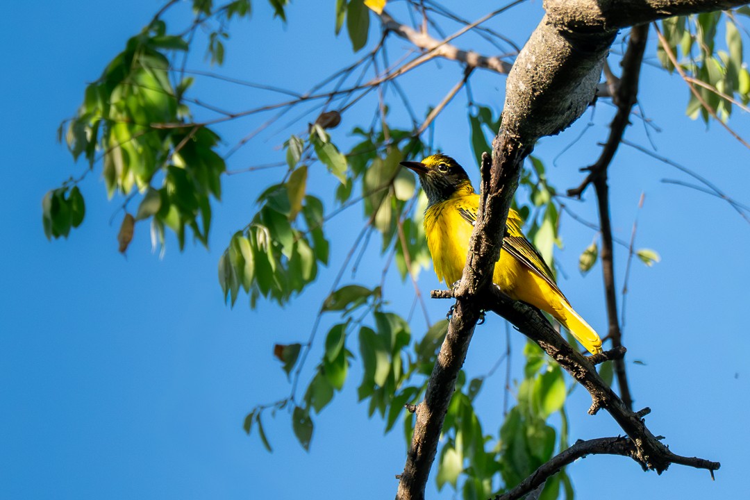 Black-hooded Oriole - ML646231630
