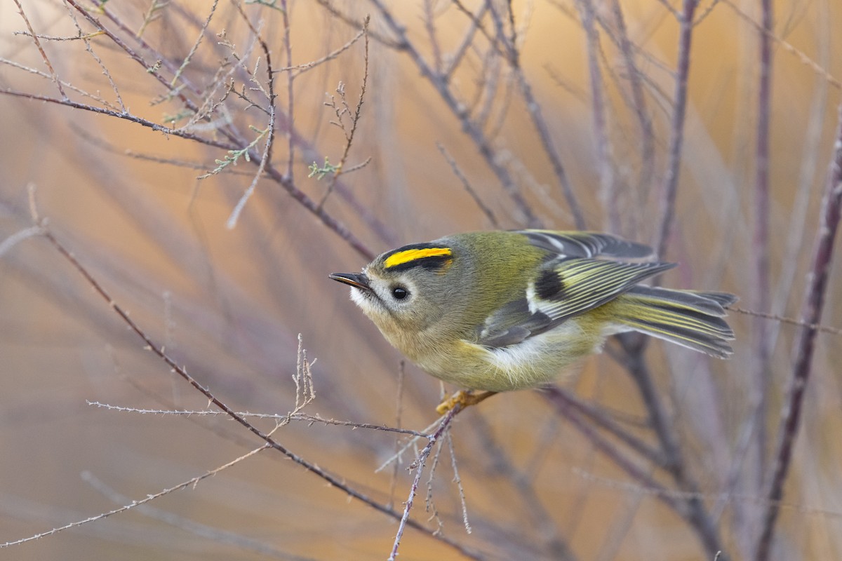 Goldcrest - ML646231636