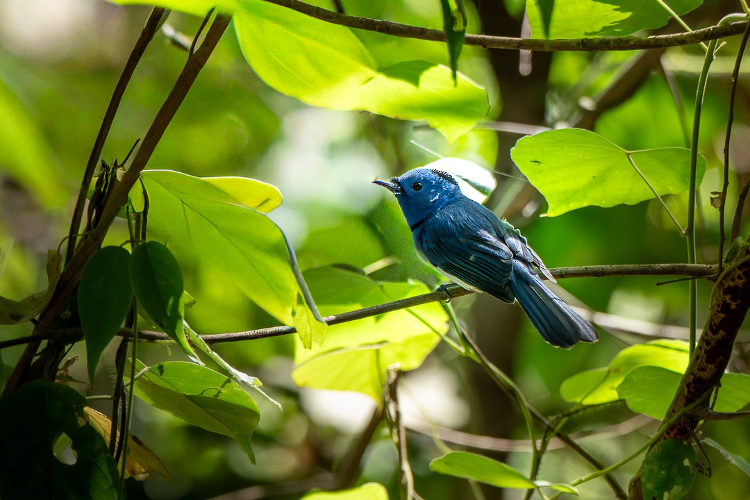 Black-naped Monarch - ML646231637