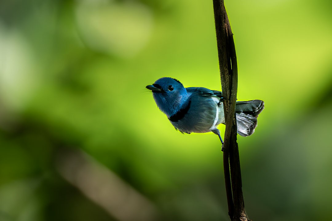 Black-naped Monarch - ML646231639