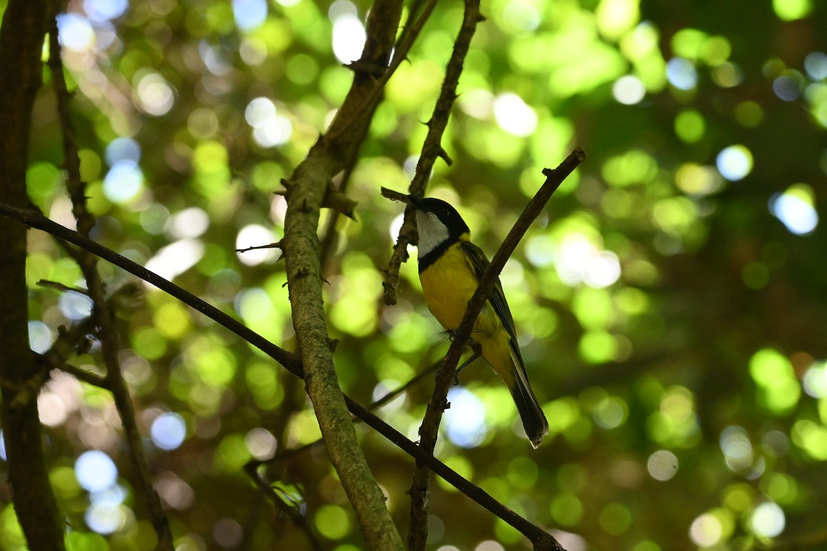 Golden Whistler - ML646231653