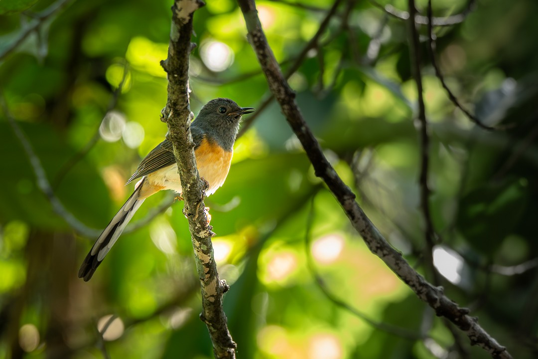 White-rumped Shama - ML646231654