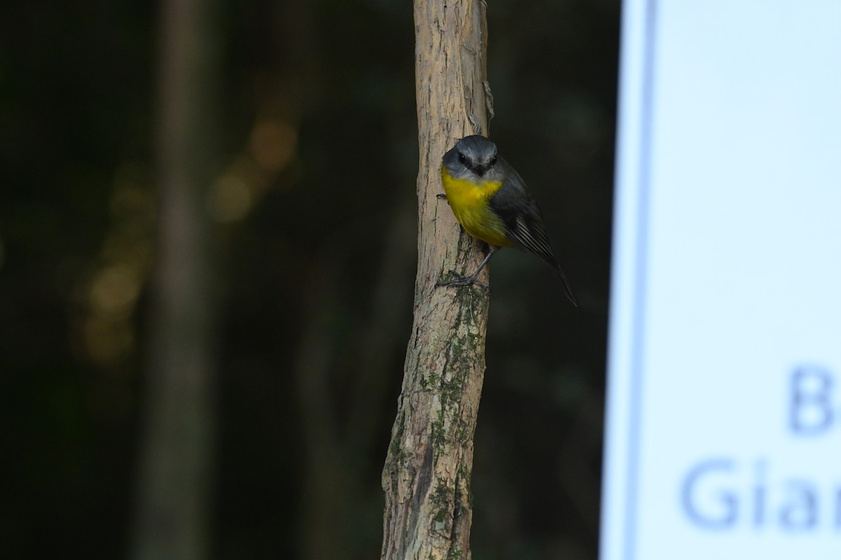 ヒガシキバラヒタキ - ML646231658