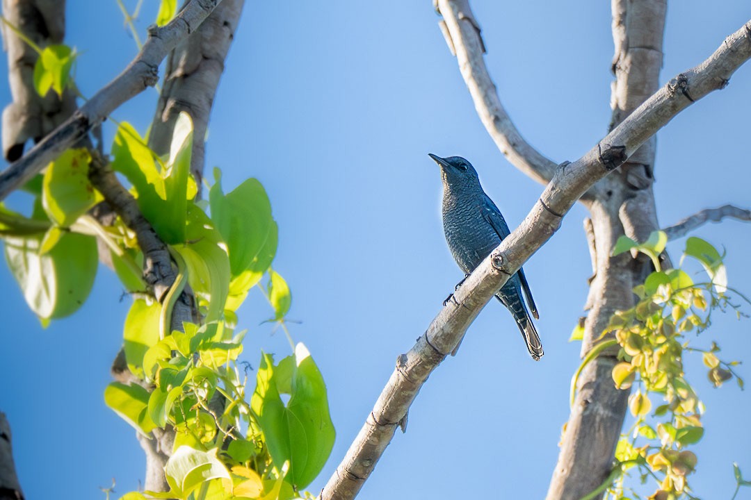 Blue Rock-Thrush - ML646231659