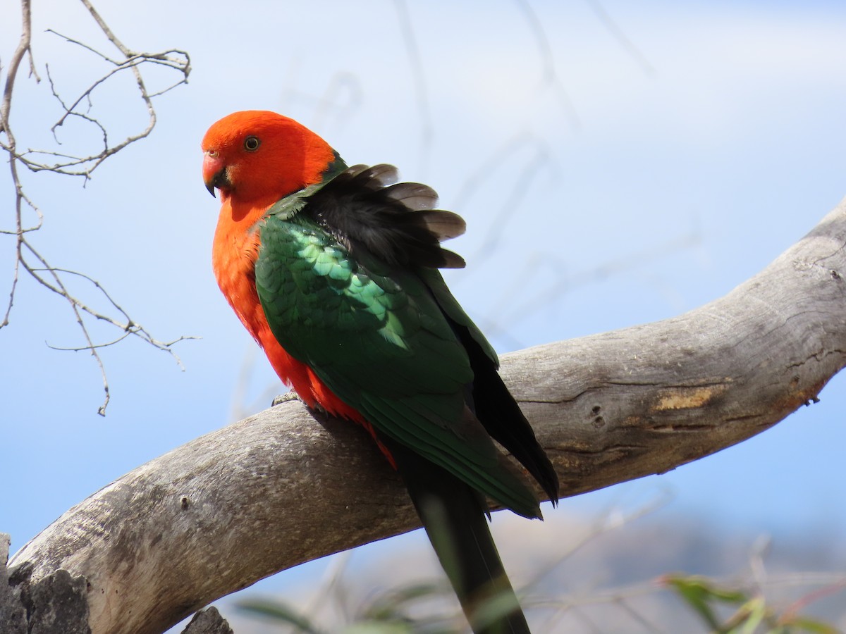 キンショウジョウインコ - ML646231660