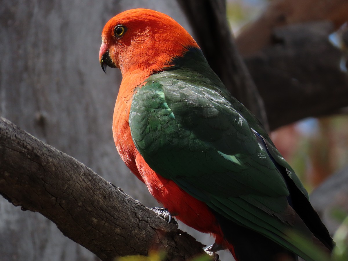 キンショウジョウインコ - ML646231661