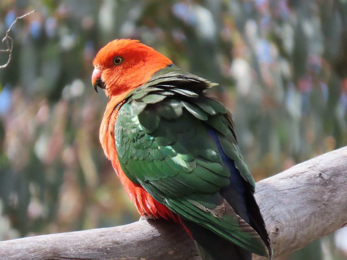 キンショウジョウインコ - ML646231662