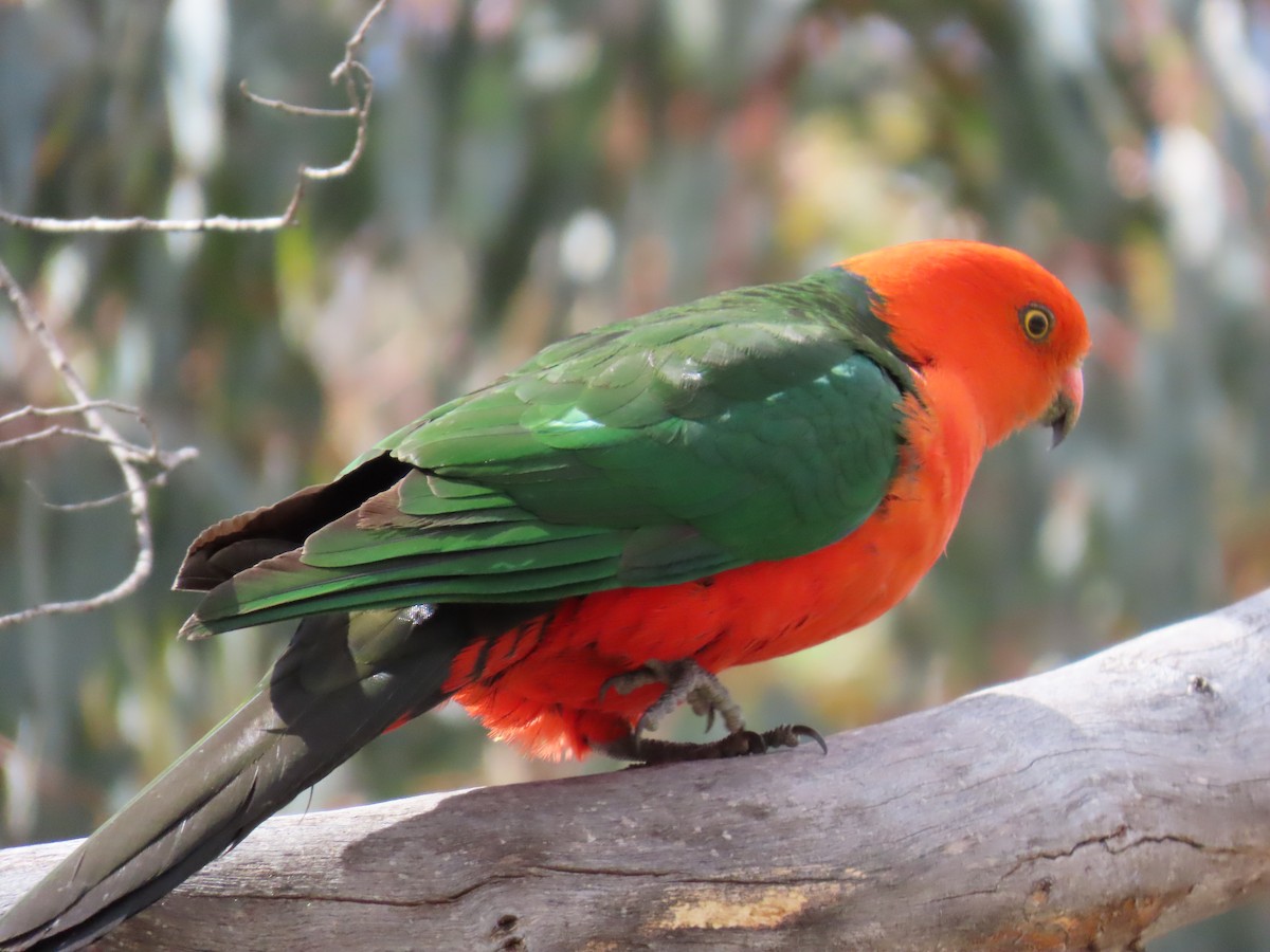 キンショウジョウインコ - ML646231663