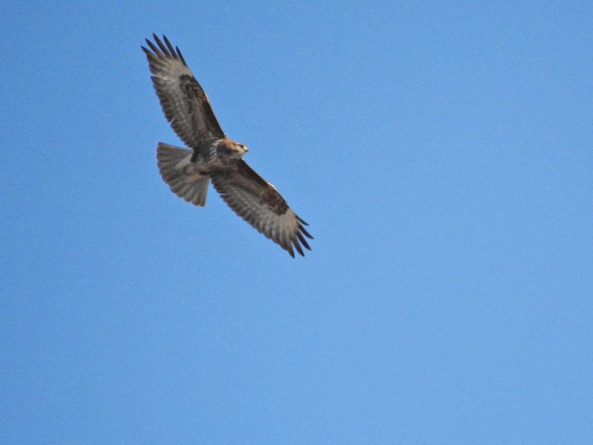 Common Buzzard - ML646231664