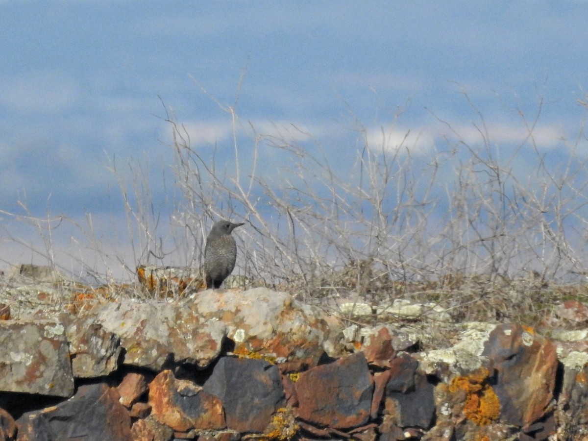 イソヒヨドリ - ML646231669