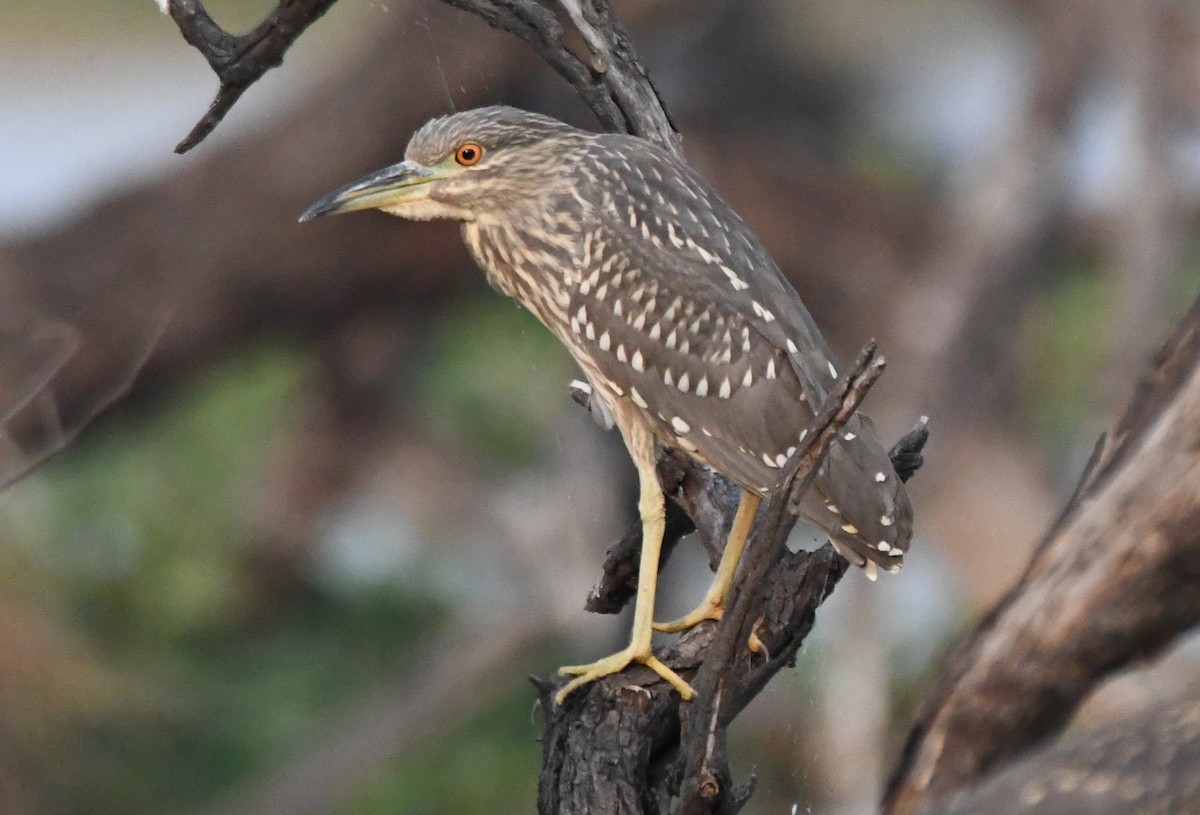 ゴイサギ - ML646231670