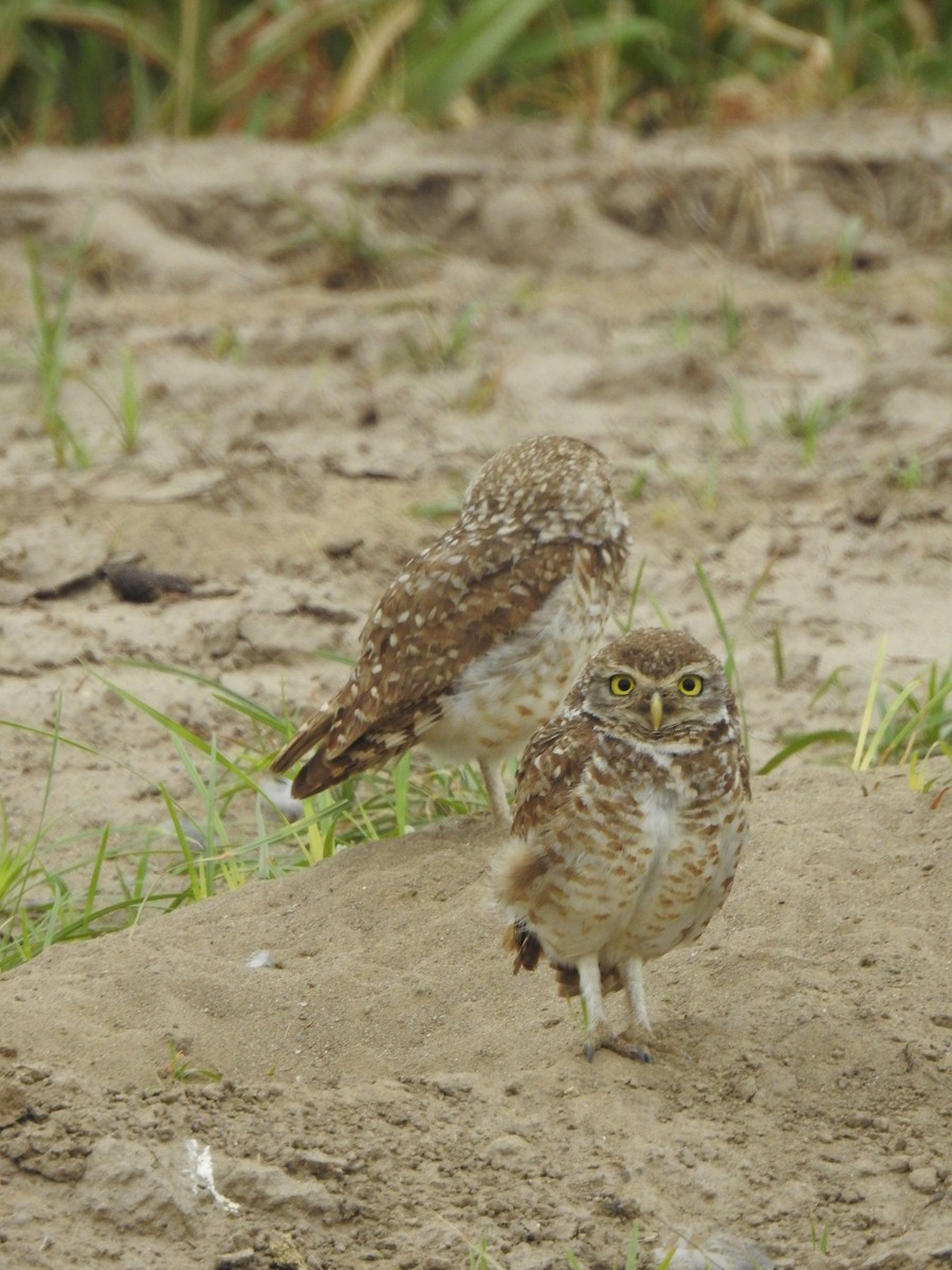 アナホリフクロウ - ML646231671