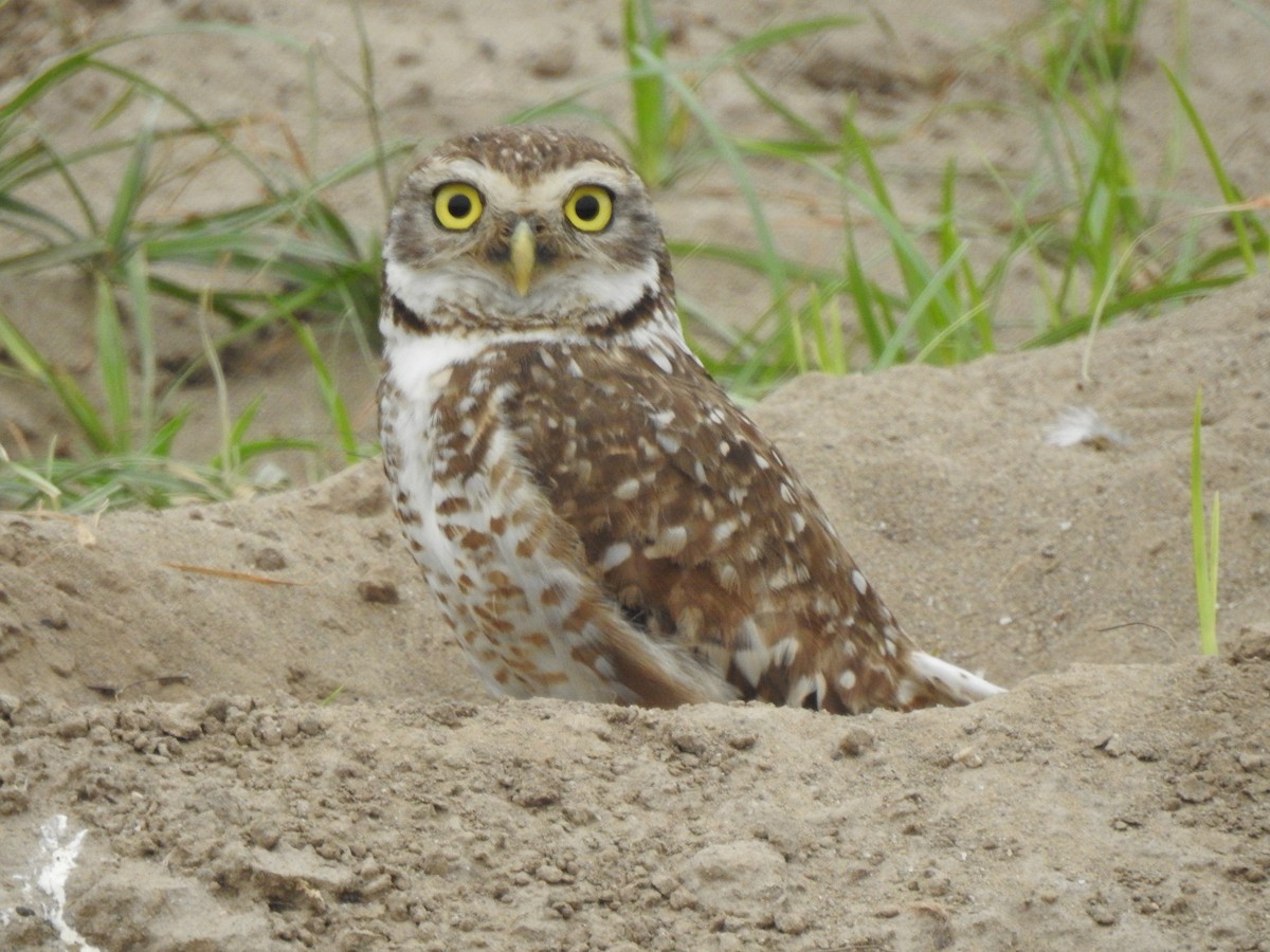 アナホリフクロウ - ML646231672