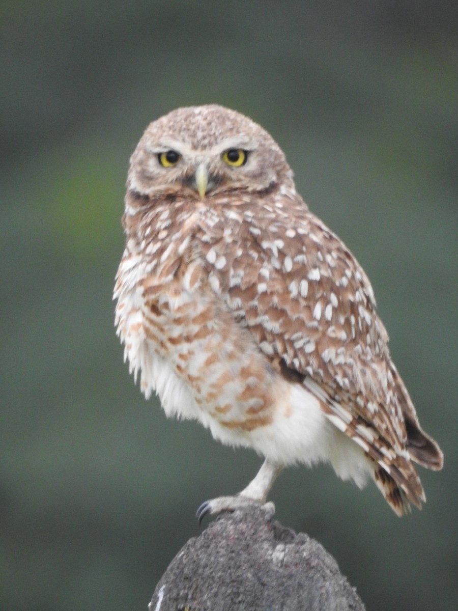 アナホリフクロウ - ML646231673