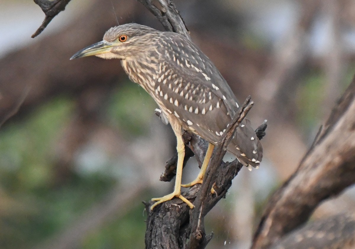 ゴイサギ - ML646231674